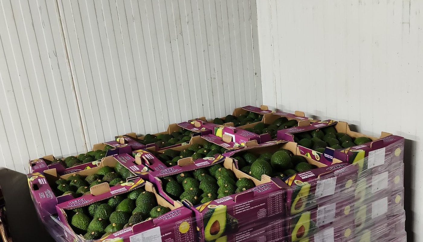 Pallet of Shamba Fresh avocado cartons in cold storage