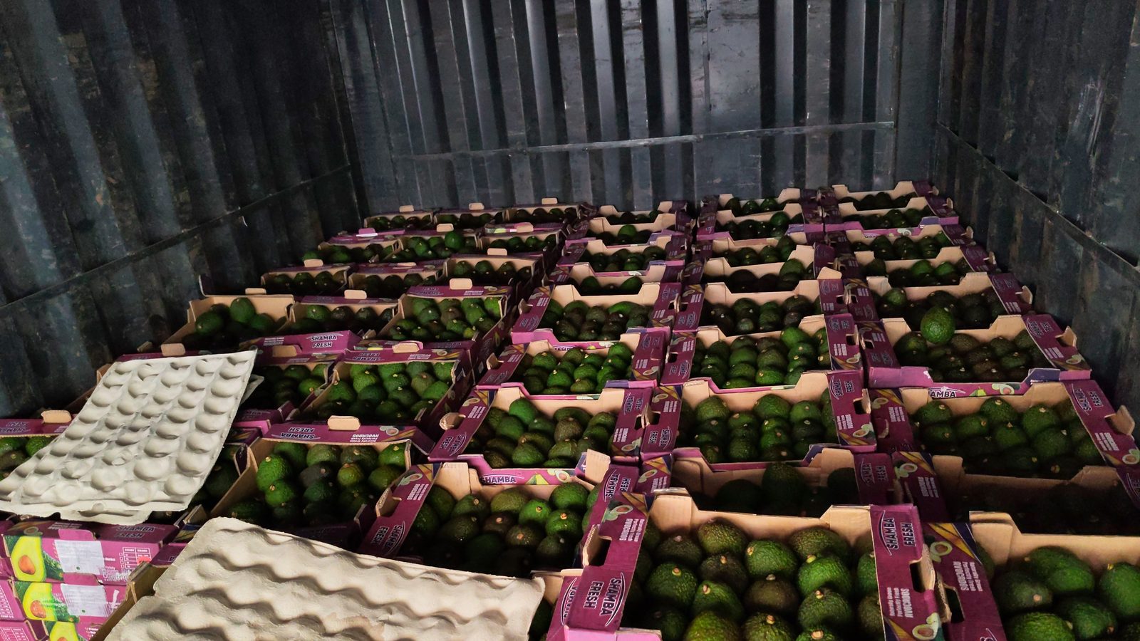 Open container of Shamba Fresh avocado cartons arriving at Vashi